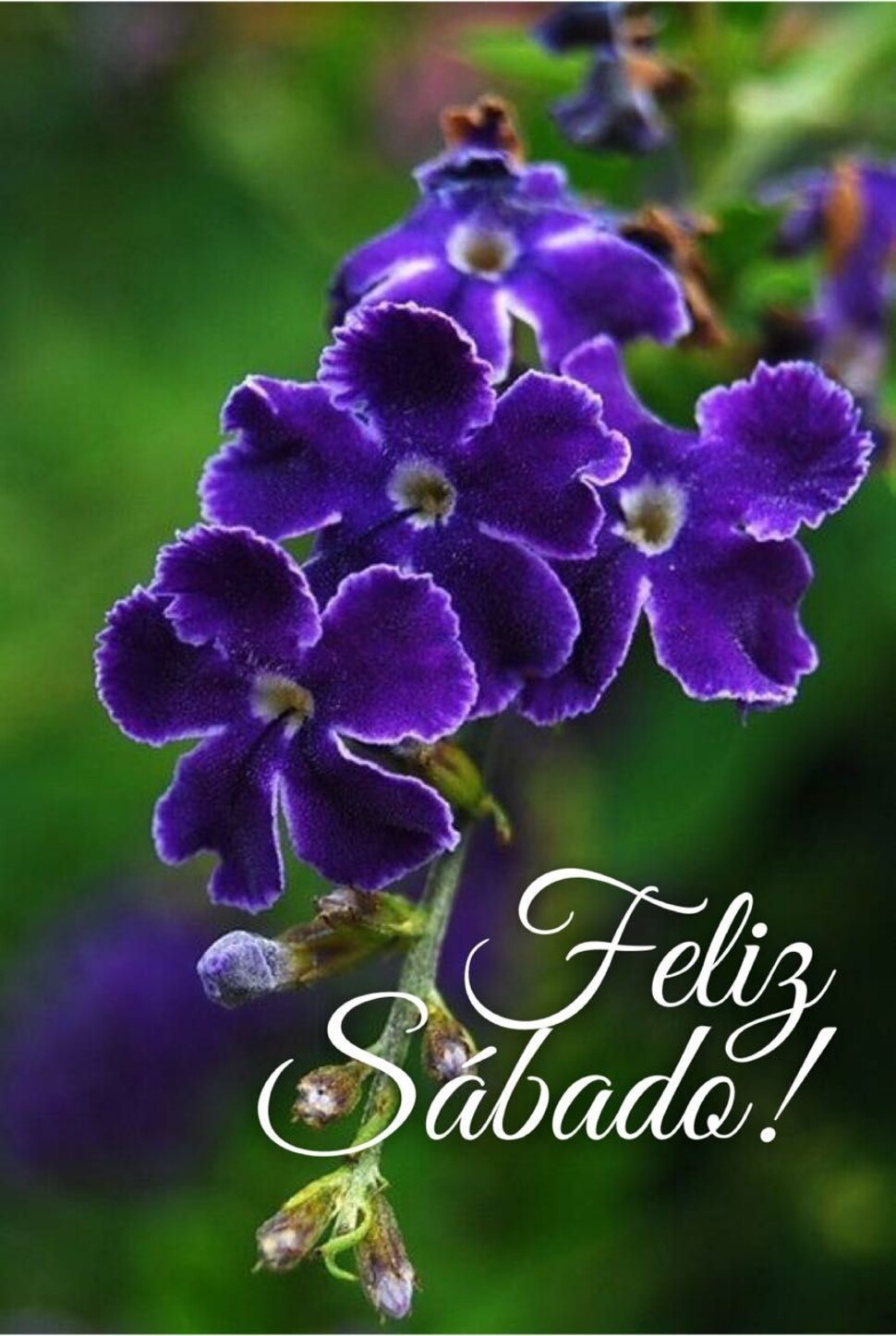 Imágenes Feliz Sábado a todos Facebook grupos 5