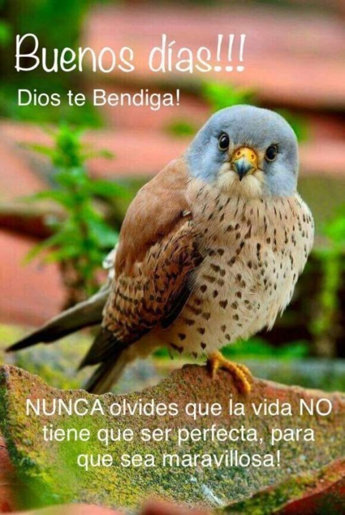 Imágenes de Buenos Días para descargar gratis al celular 14
