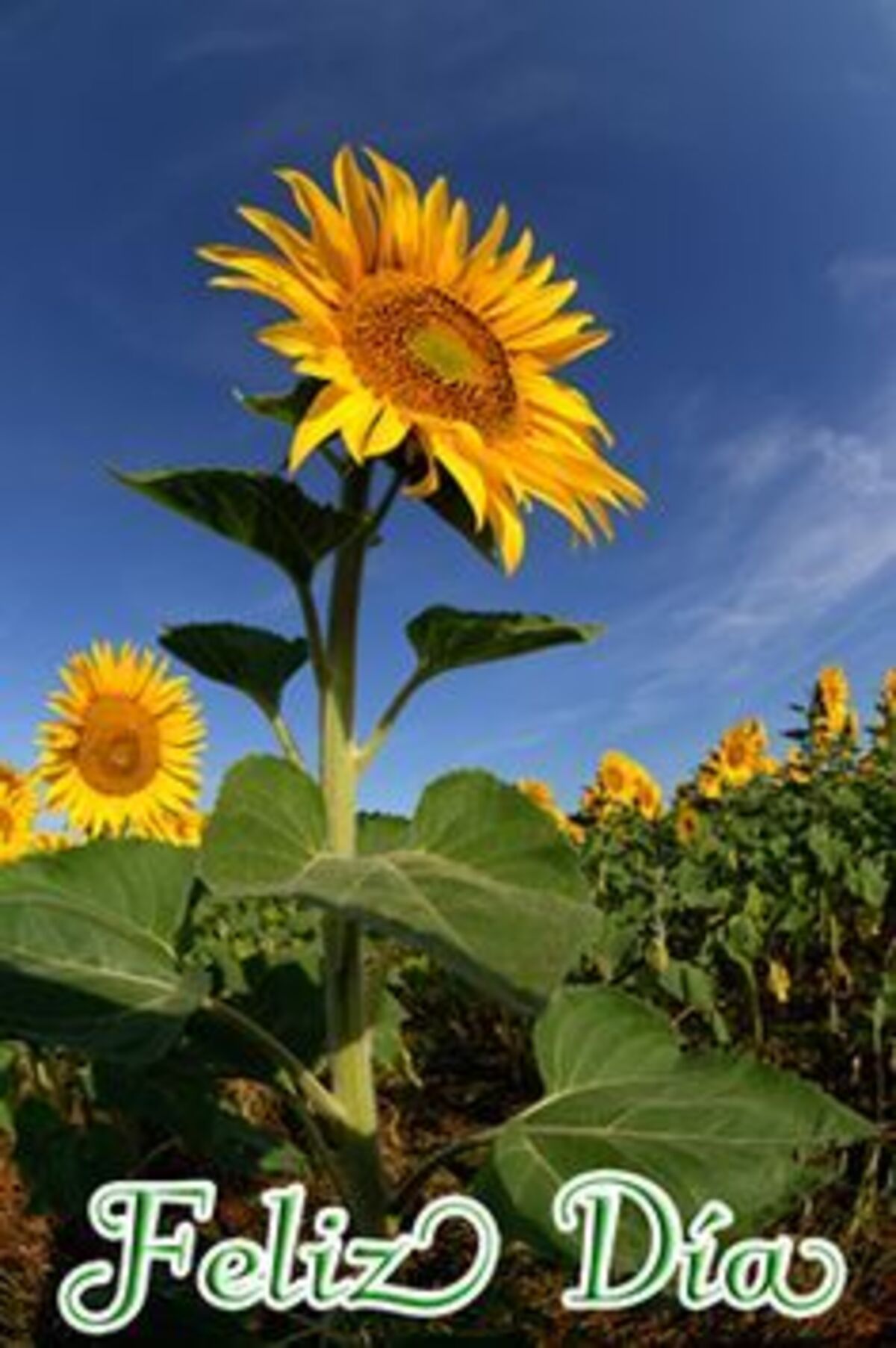 Imagenes hermosas de Buenos Días grupo 12