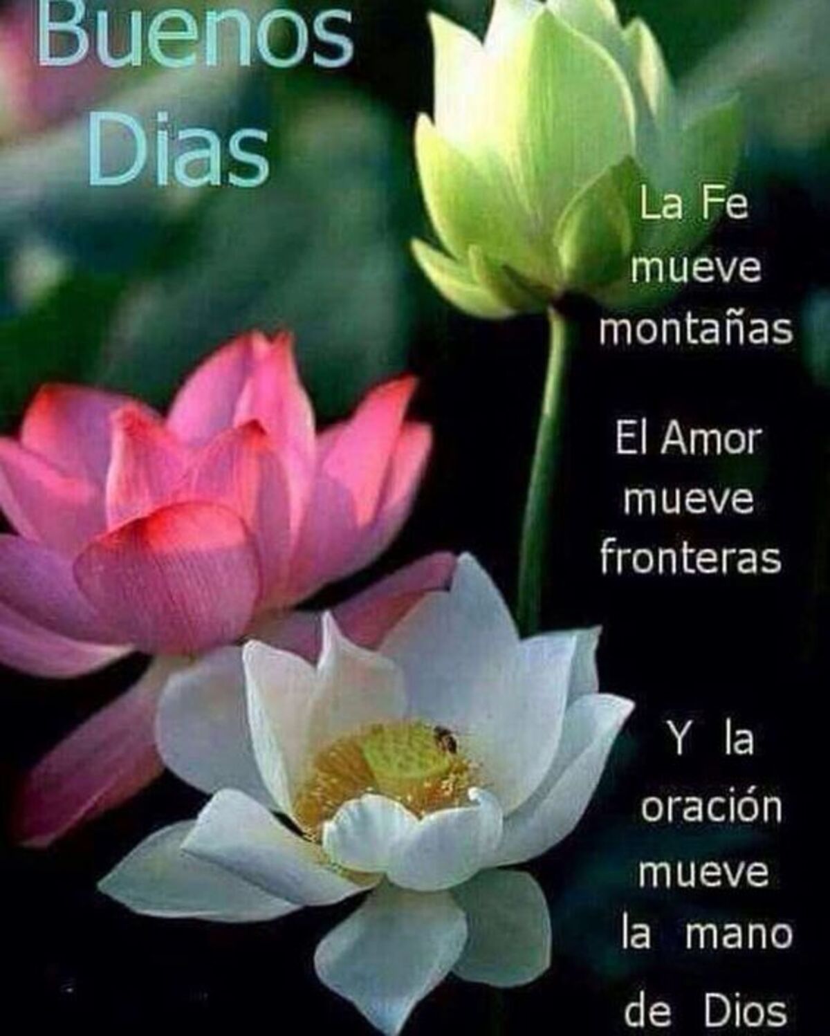 Imagenes lindas de Buenos Días para WhatsApp 3