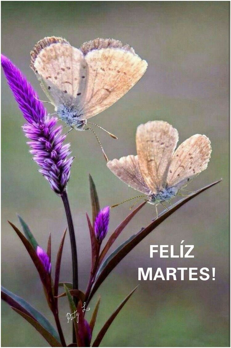 Martes 2