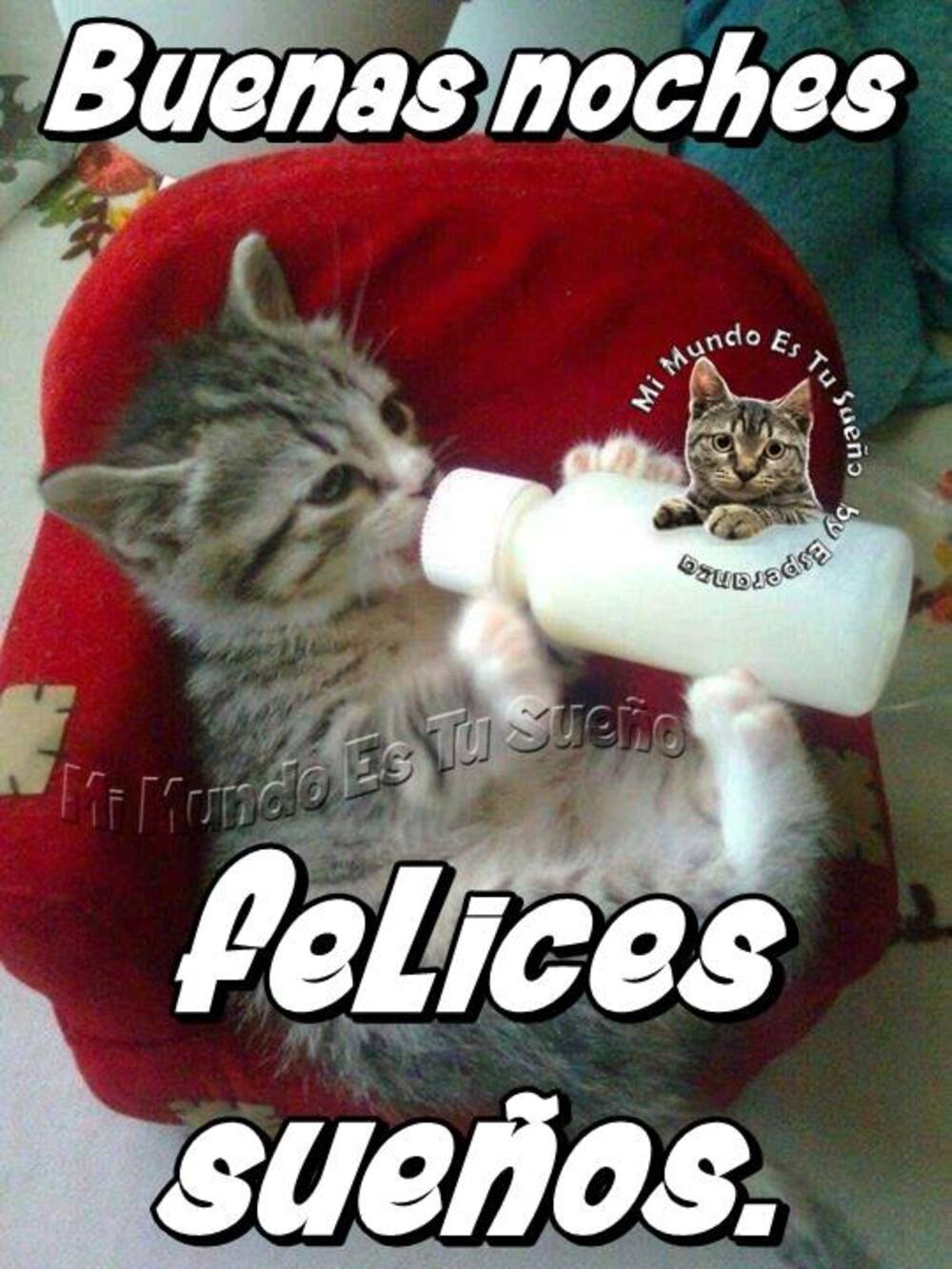 buenas noches con gatitos (1)