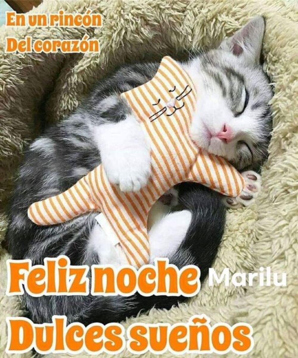 buenas noches con gatitos (2)