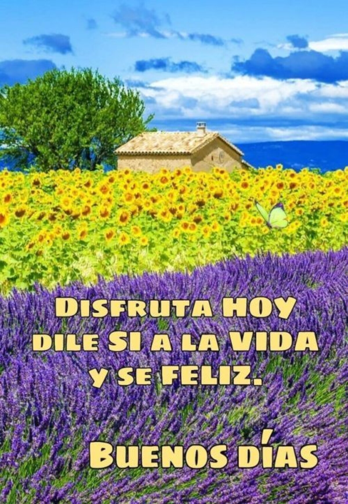 buenos días con flores (3)