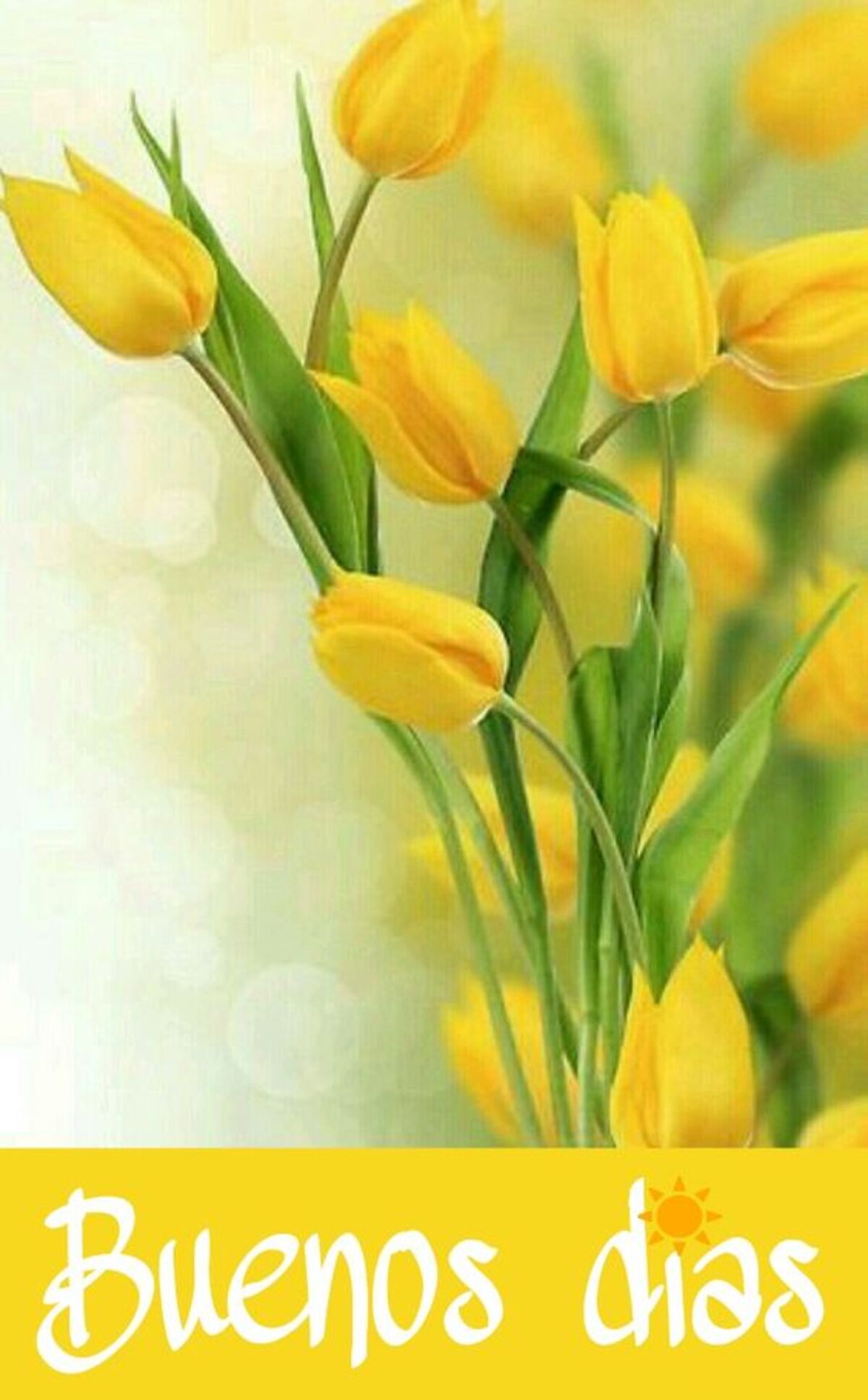 buenos días con flores (6)