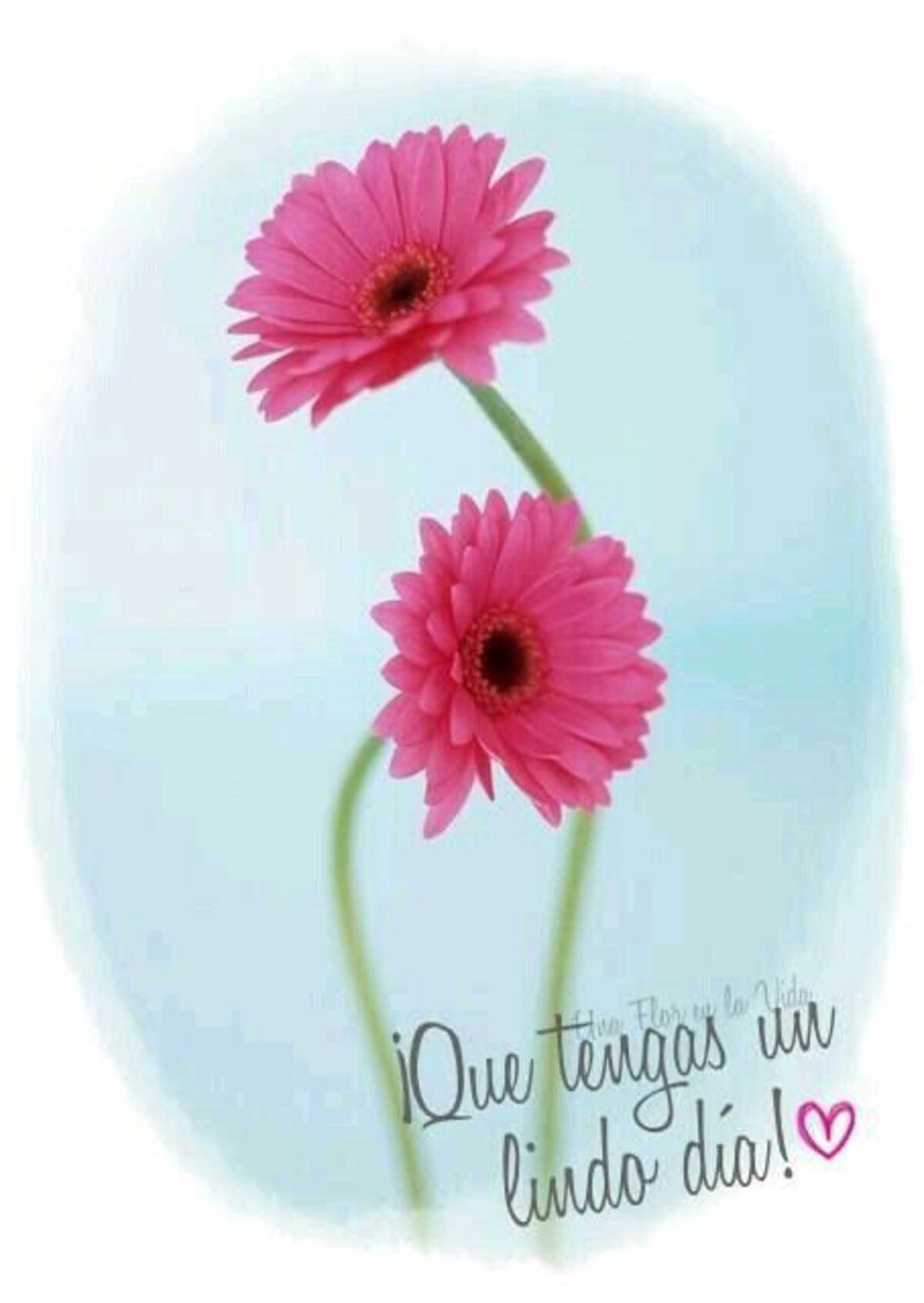 buenos días con flores (7)