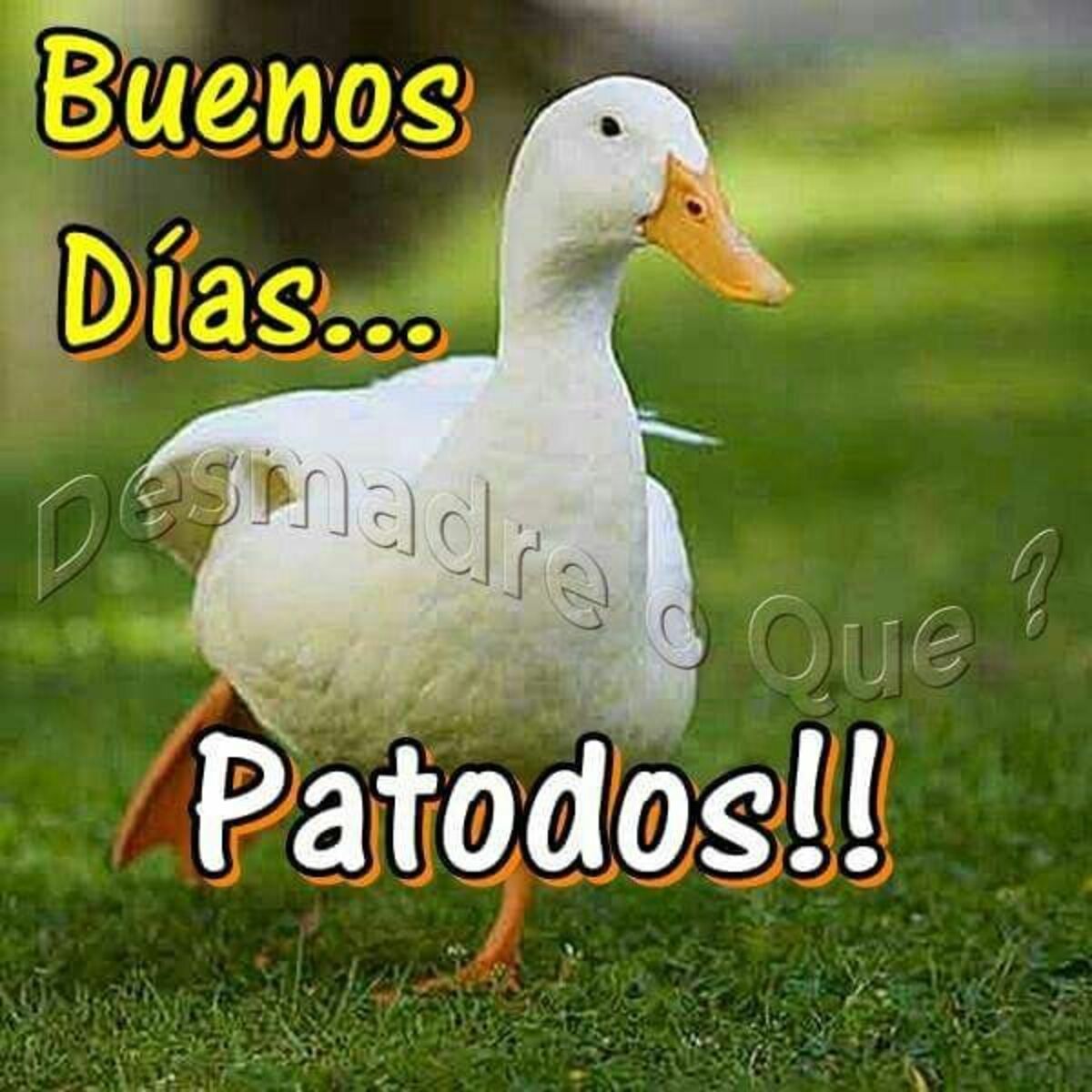 buenos dias imagenes bonitas 13