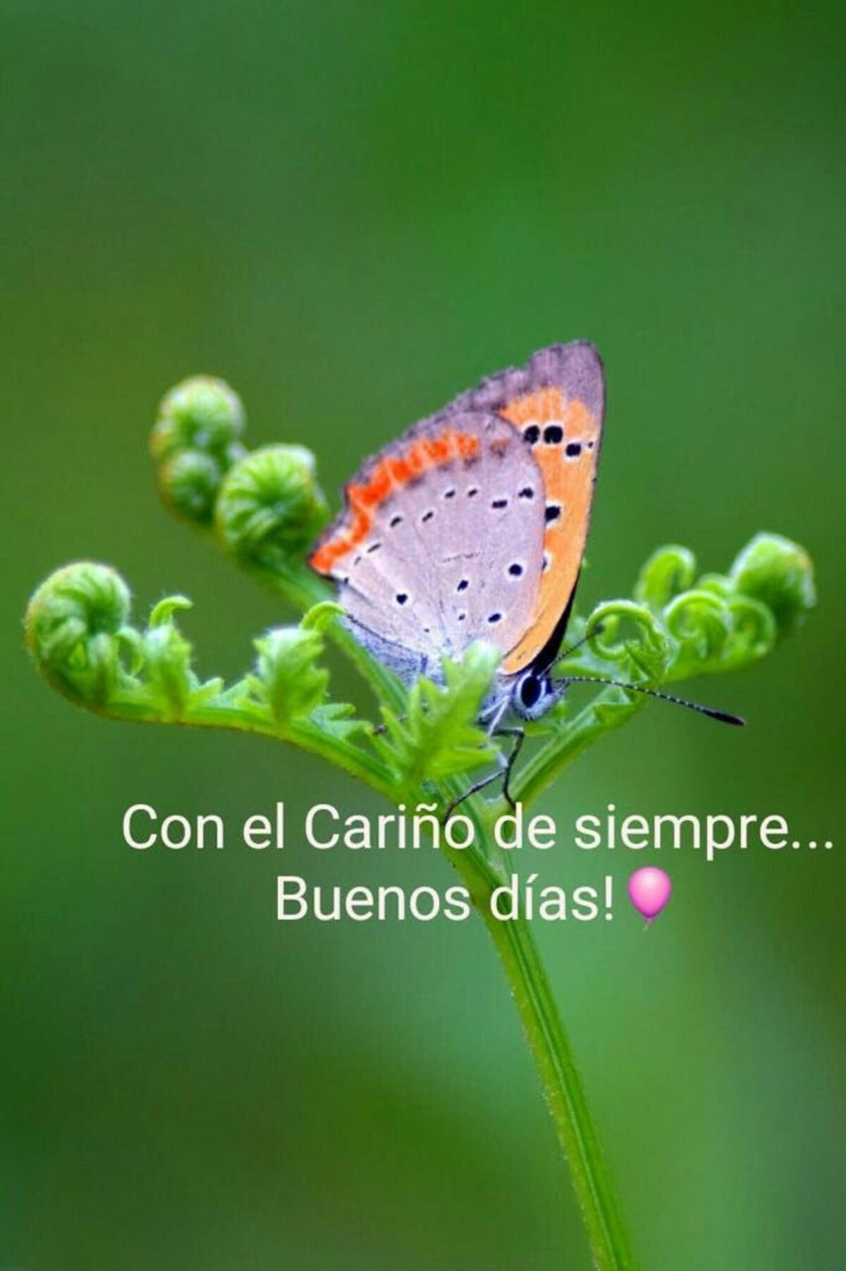 imágenes bonitas de buenos días para compartir en facebook gratis 11