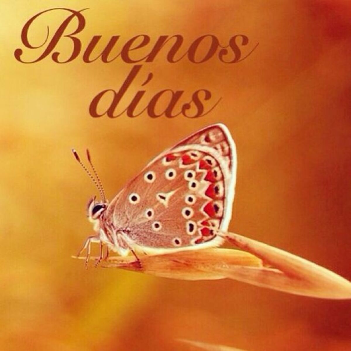 imágenes bonitas de buenos días para compartir en facebook gratis 3