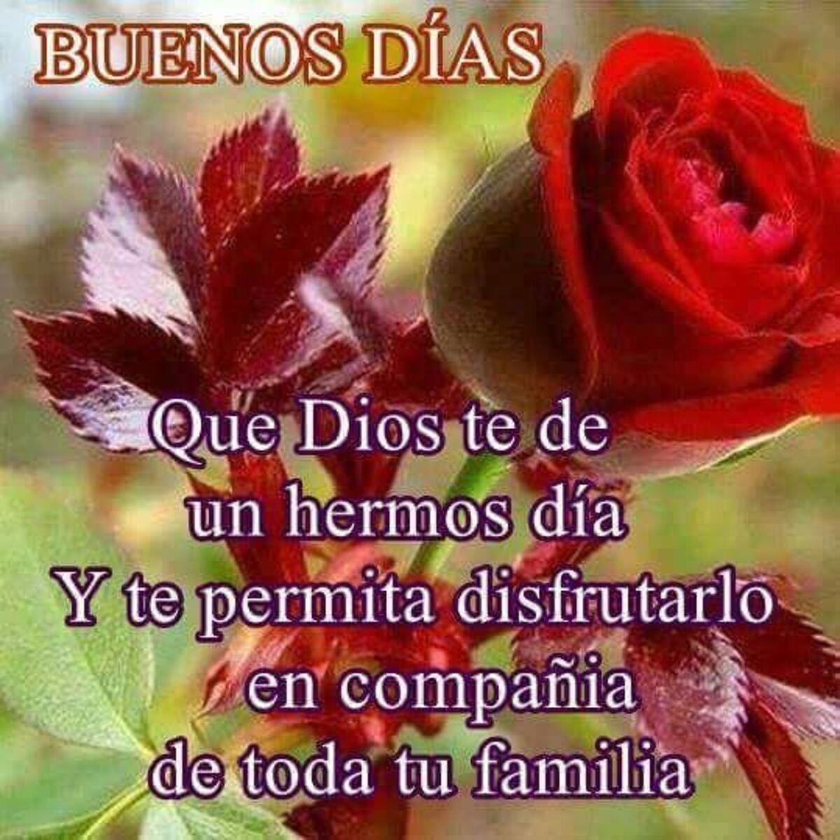 imagenes con frases de buenos dias para descargar gratis 11 ...