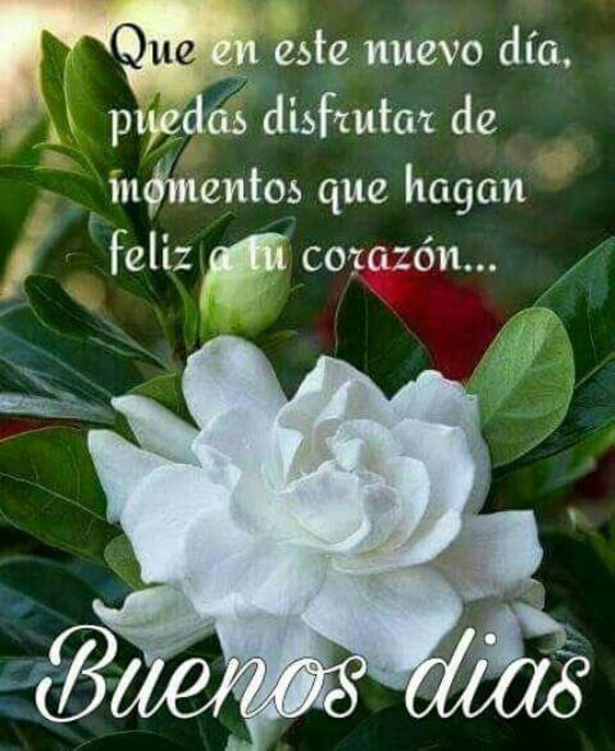 imagenes con frases de buenos dias para descargar gratis 7