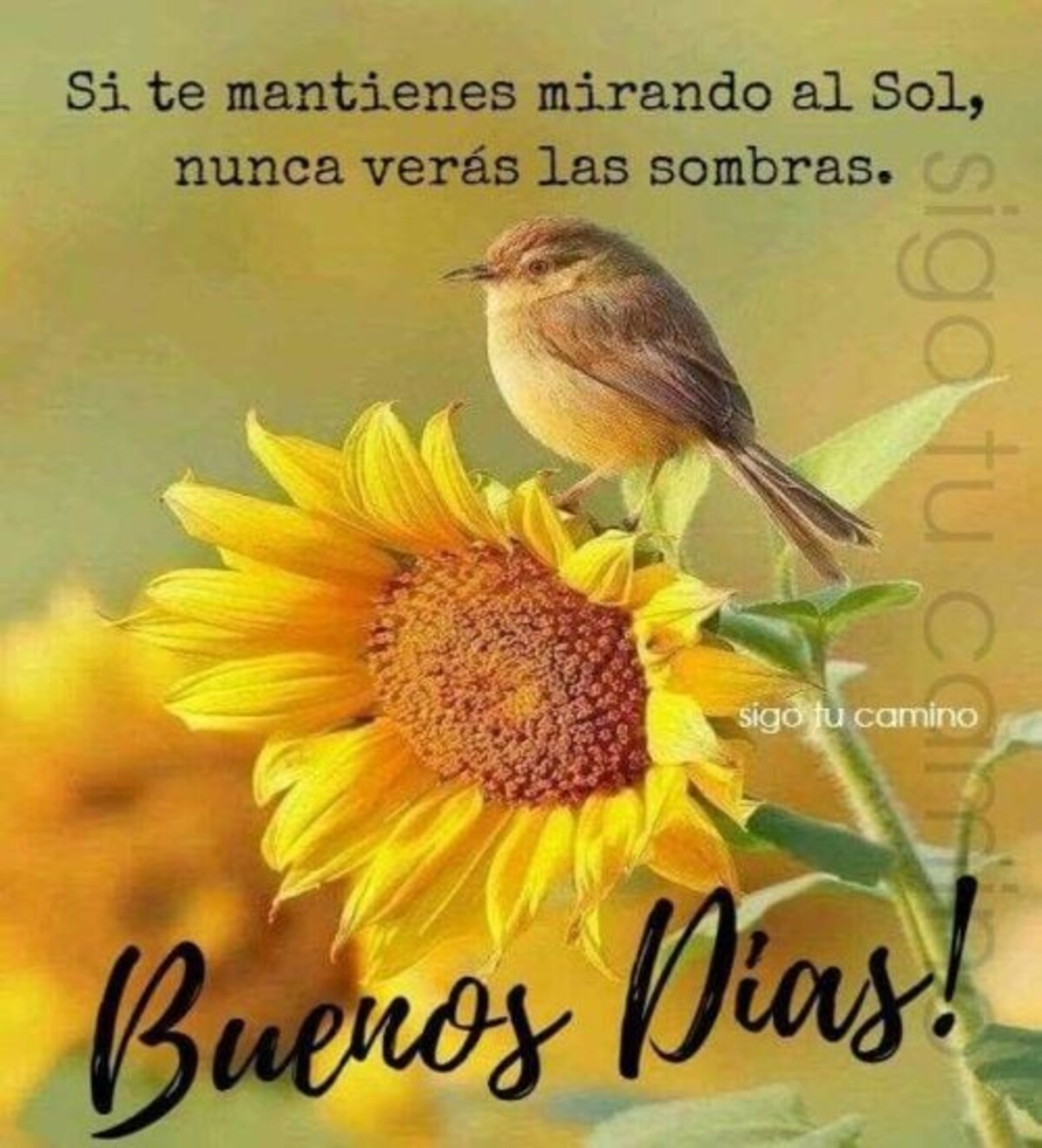 imagenes de buenos dias por whatsapp 12