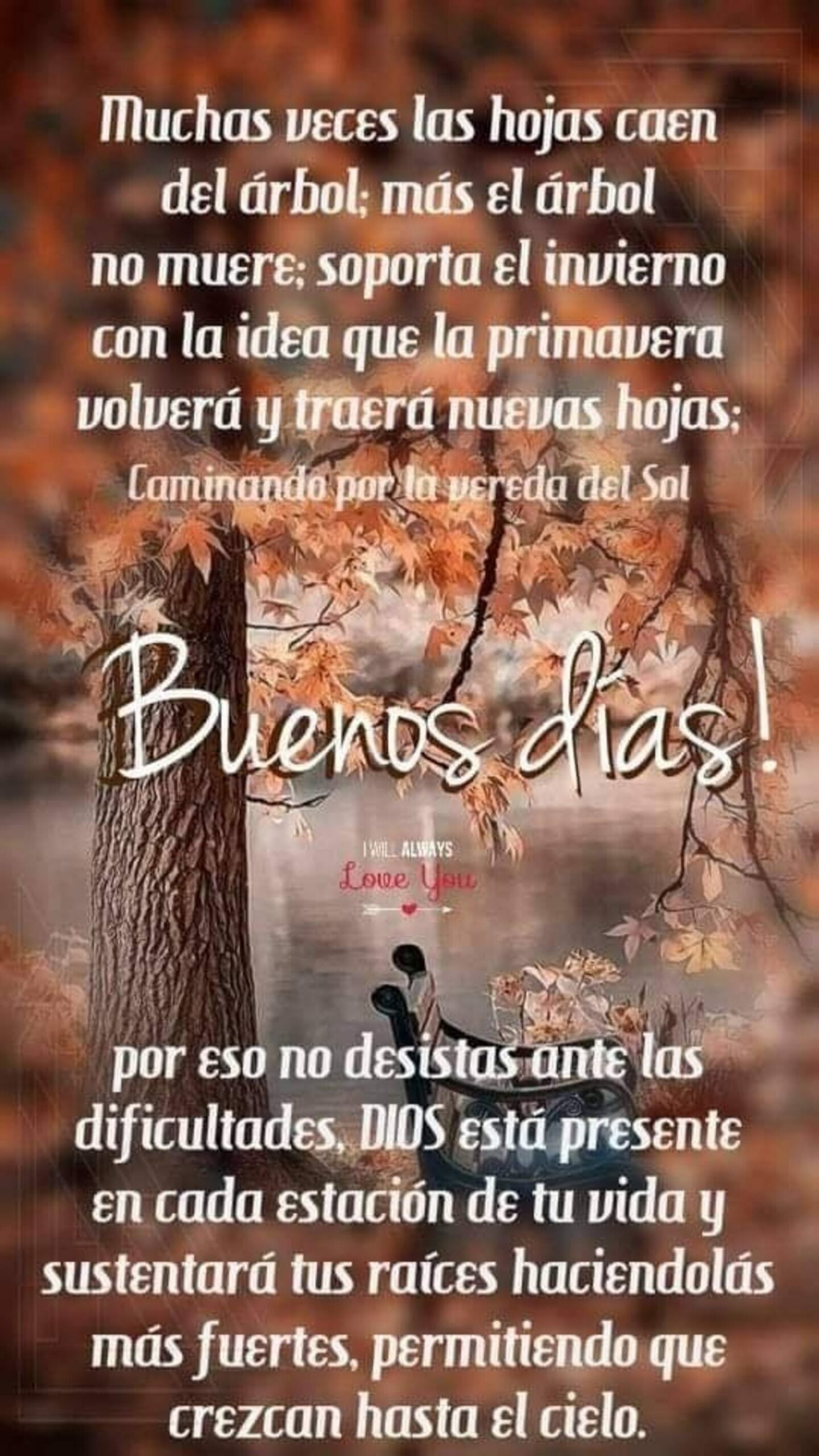 Buenos Días muchas veces las hojas caen del árbol