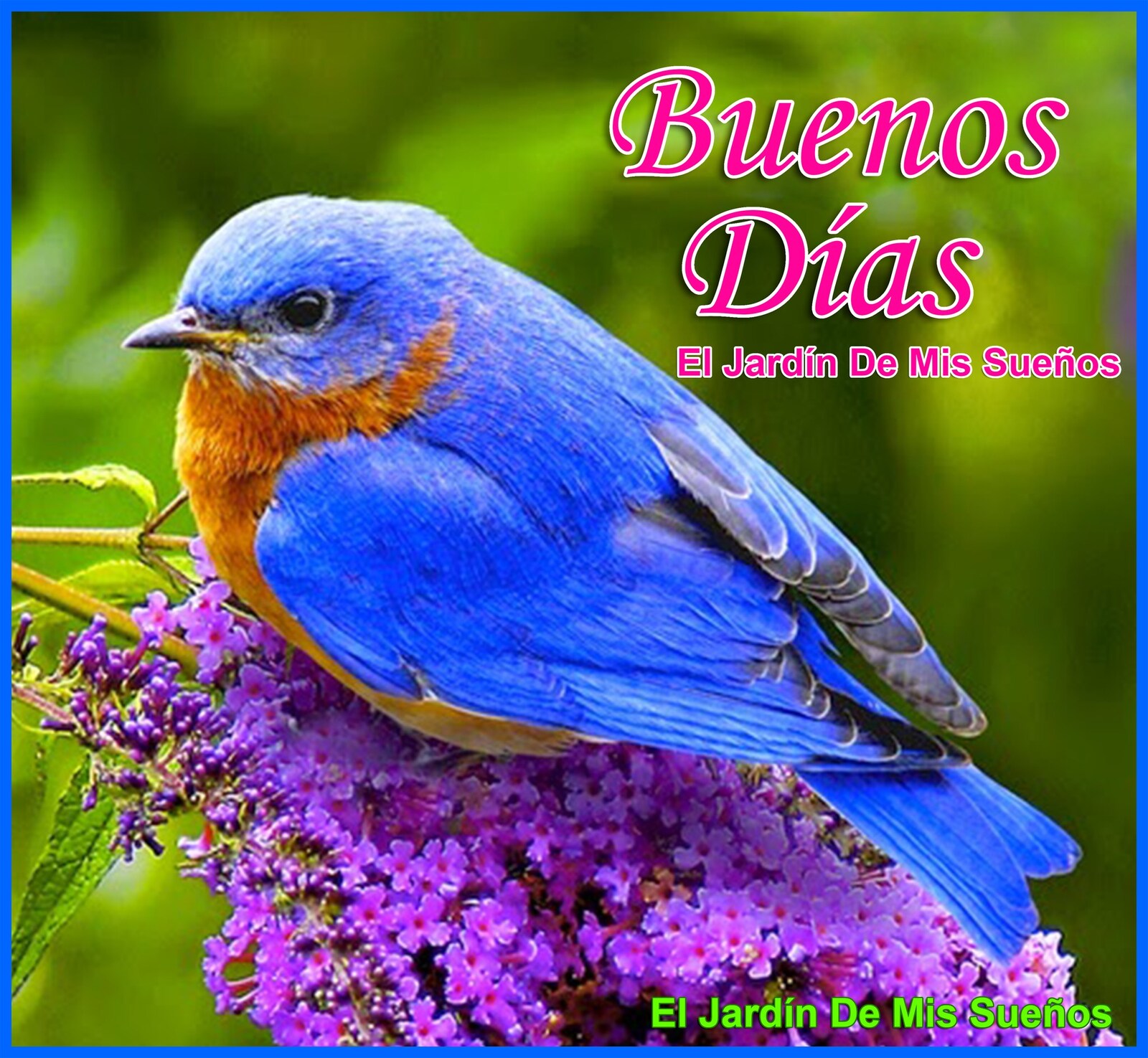 El jardís de mis sueños buenos días